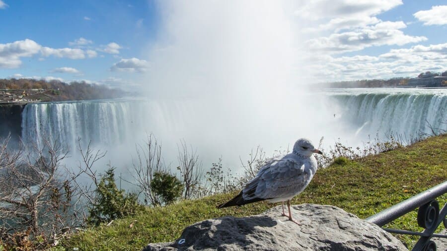 Cataratas del Niágara lado canadiense: fauna local Cataratas del Niágara lado canadiense: fauna local